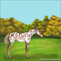 Horse Color:Chestnut Appaloosa