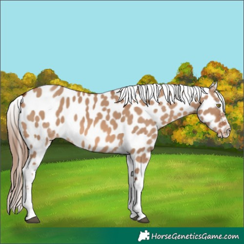 Horse Color:White Spotted Red Dun Sabino Appaloosa 