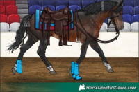 Horse Color:Brown Tobiano 