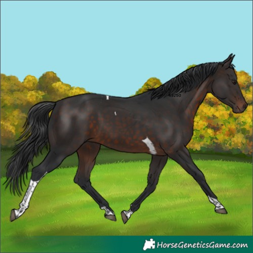 Horse Color:Brown Tobiano 