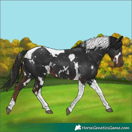 Horse Color:White Spotted Liver Chestnut Tobiano 