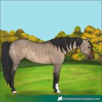 Horse Color:Brown Dun 
