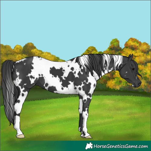 Horse Color:White Spotted Black 