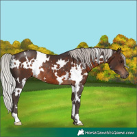 Horse Color:White Spotted Silver Brown Rabicano 