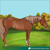 Horse Color:Chestnut Rabicano 
