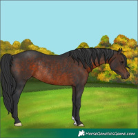 Horse Color:Brown Rabicano 