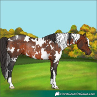 Horse Color:White Spotted Brown Rabicano 