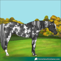 Horse Color:White Spotted Black Rabicano 