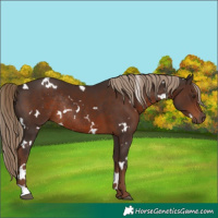 Horse Color:White Spotted Liver Chestnut Rabicano 