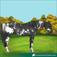Horse Color:White Spotted Black Rabicano 