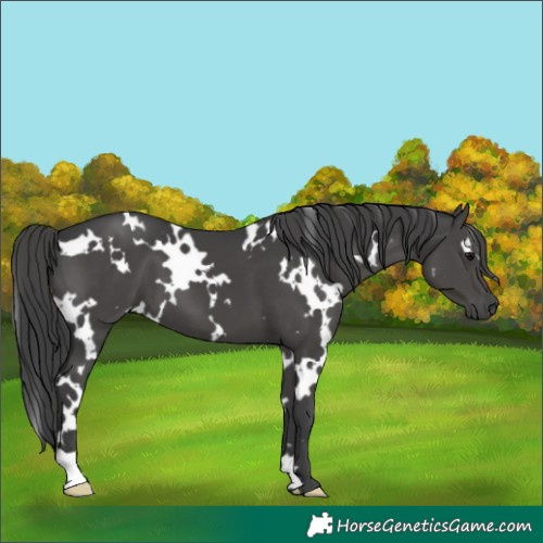 Horse Color:White Spotted Black 