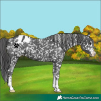 Horse Color:Black Appaloosa 