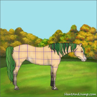 Horse Color:Painted Plaid Buckskin Dun Splash