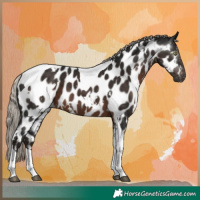 Horse Color:Gray White Spotted Silver Black Tobiano Appaloosa 