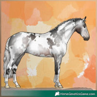 Horse Color:Gray White Spotted Silver Brown