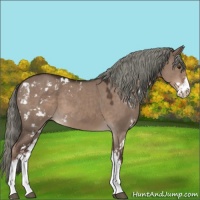Horse Color:Liver Red Dun Mushroom Sabino 