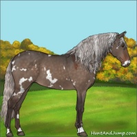 Horse Color:White Spotted Silver Brown Dun Mushroom Sabino 