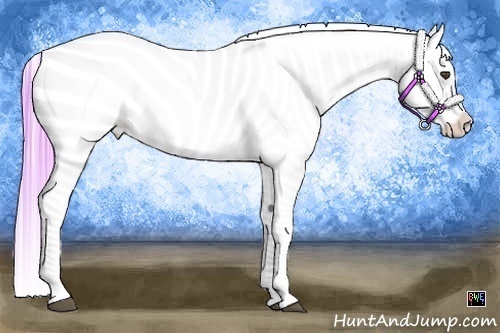 Horse Color:Watercolor Buckskin Appaloosa 
