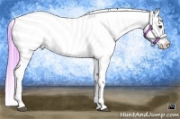 Horse Color:Watercolor Buckskin Appaloosa 