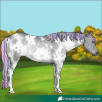 Horse Color:Painted White Spotted Silver Grullo Chinchilla Rabicano
