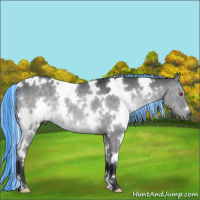 Horse Color:Painted White Spotted Silver Grullo Chinchilla 