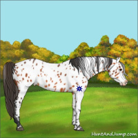 Horse Color:White Spotted Bay Appaloosa 