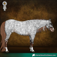 Horse Color:Liver Red Roan Appaloosa 
