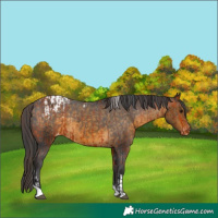 Horse Color:Bay Tobiano Appaloosa  and Buckskin Tobiano Appaloosa 
