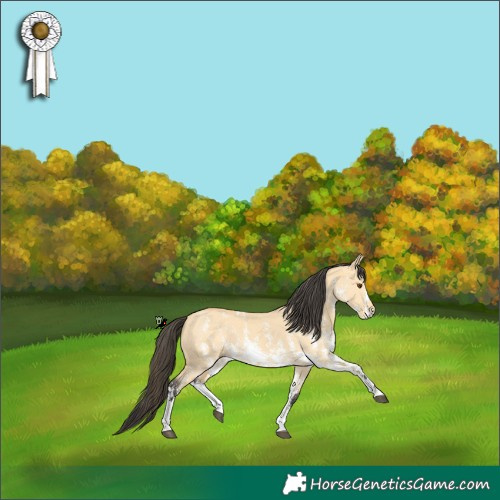 Horse Color:Buckskin Dun Sabino Rabicano 