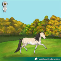 Horse Color:Buckskin Dun Sabino Rabicano 