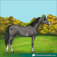 Horse Color:Grullo Sabino Rabicano 