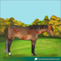 Horse Color:Bay  and Buckskin 