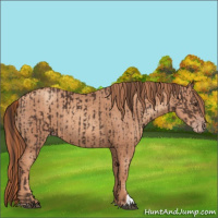 Horse Color:Liver Chestnut and Gold Champagne