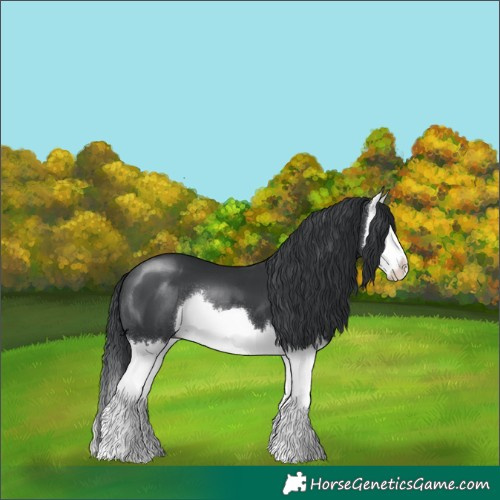 Horse Color:Black Chinchilla Splash 