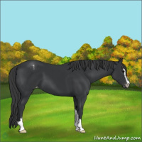 Horse Color:Black Sabino Appaloosa 