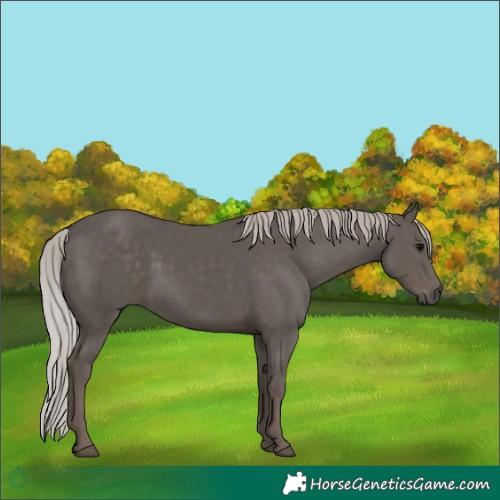 Horse Color:Silver Black 