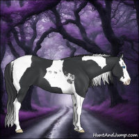 Horse Color:Black Splash Tobiano 