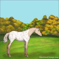 Horse Color:Silver Amber Champagne Dun Appaloosa 