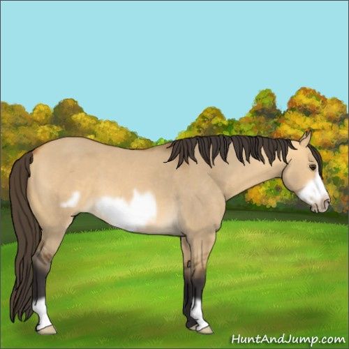 Horse Color:Buckskin Roan Dun Frame