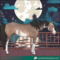 Horse Color:White Spotted Brown Dun 