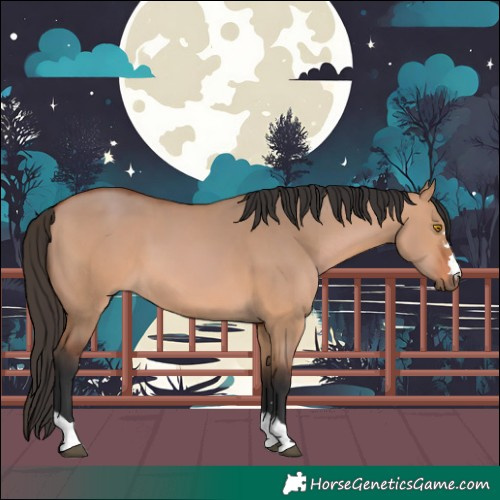 Horse Color:Bay Dun 