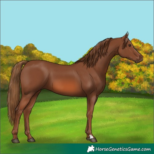 Horse Color:Chestnut 