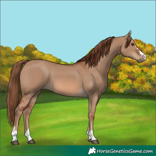 Horse Color:Red Dun 