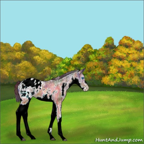 Horse Color:Nacre White Spotted Brown Ice Splash Appaloosa 