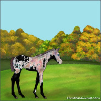 Horse Color:Nacre White Spotted Brown Ice Splash Appaloosa 