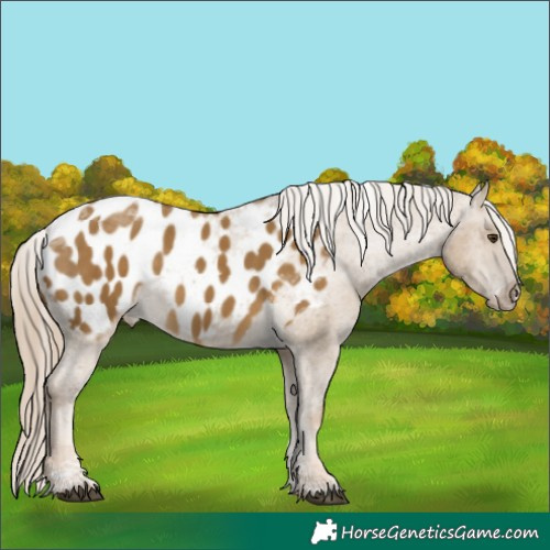 Horse Color:Chocolate Palomino Dun Tobiano Appaloosa Rabicano 