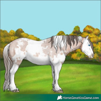 Horse Color:White Spotted Bay Roan Splash Appaloosa Rabicano