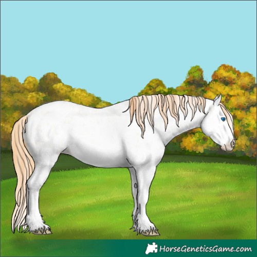 Horse Color:Buckskin Roan Pearl Dun Splash Appaloosa 