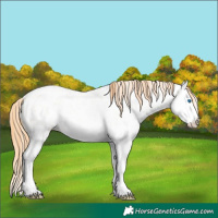 Horse Color:Buckskin Roan Pearl Dun Splash Appaloosa 