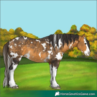 Horse Color:White Spotted Buckskin Splash 